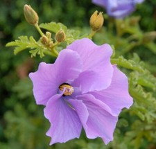 SAMEN Saat Saatgut blauer