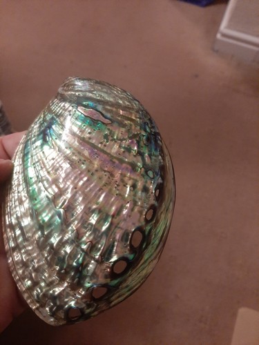 Abalone doppelseitenschale - abalone,
