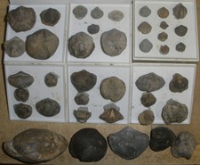 Brachiopoden / Muschel Sammlung Devon