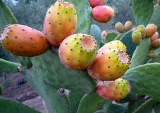 KAKTUS Feige "Opuntia