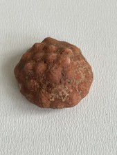 Hydreionocrinus variabilis