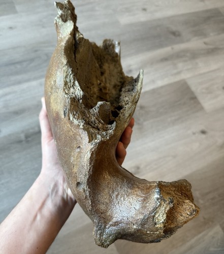 Fossiler mammut knochen - fossiler,