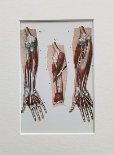 Montierte vintage anatomie - montierte,