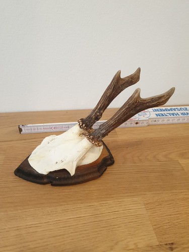 Kleines bockgeweih rehgeweih - kleines,