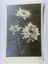 Alte AK Grußkarte Stengel Margeriten [aW536]