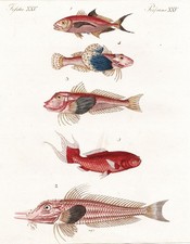 Mackerel mackerel fish carp