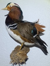 Mandarinente Tierpräparat