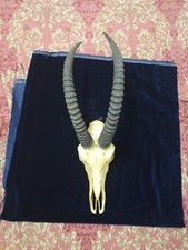 Geweih Trophy Topi Antilope