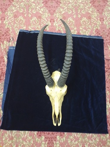 Geweih trophy topi - topi, antilope