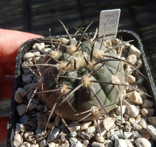 Gymnocalycium spegazzinii