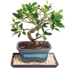 Brussel's Bonsai Live Golden