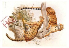 Ansichtskarte:;Wolkenleopard