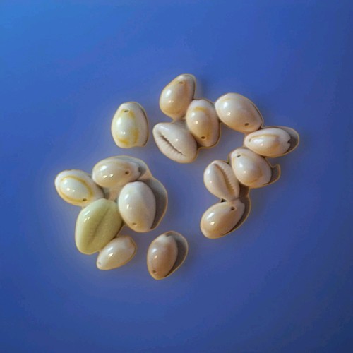 Kauri muscheln mini klein - kauri,