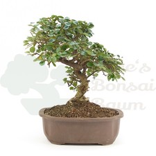 BONSAI Fächer- Zwergmispel