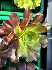 567.Pflanzen.Sukkulenten.Aeoni