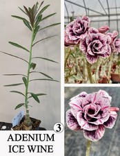 ADENIUM ICE WINE N3 WUSTENROSE