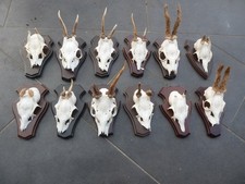 Rehgehörne Knopf-/Bastböcke jährlinge Geweih Jagdtrophäe Design Deko Unikat