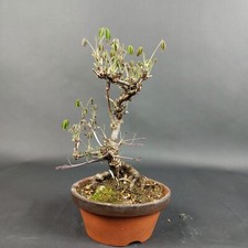 Bonsai - Akebia Quinata