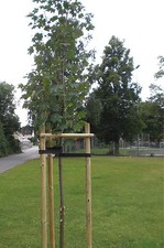 EPDM - BAUMGURT / BAUMBÄNDER / BAUMBINDER / BAUMBAND / BAUMANBINDER / BAUMGURTE