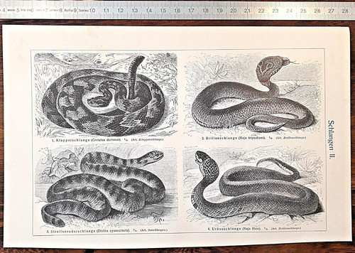 Alte lithographie schlangen - alte, lithographie,