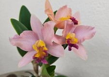 Mini orchidee cattleya - mini,