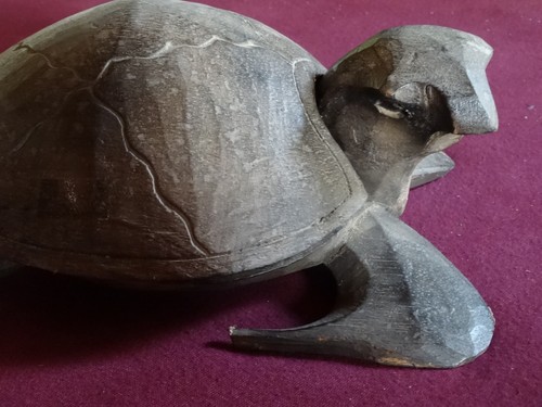 Schildkröte panzer abnehmbar - schildkröte,