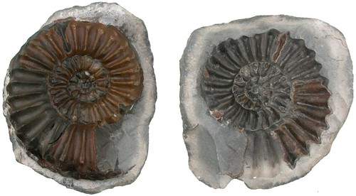 Lias großer pleuroceras - großer,