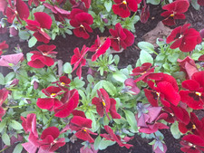 Hornveilchen * Viola cornuta *