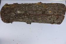 Apfelholzholz Apfelholzstamm