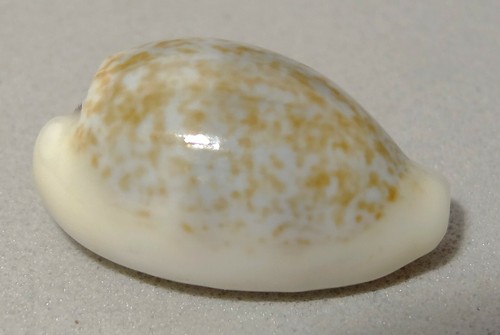 Meeresschnecke cypraea - meeresschnecke,
