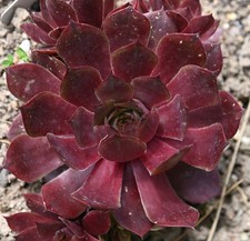 Sempervivum, Dachwurz, Sorte