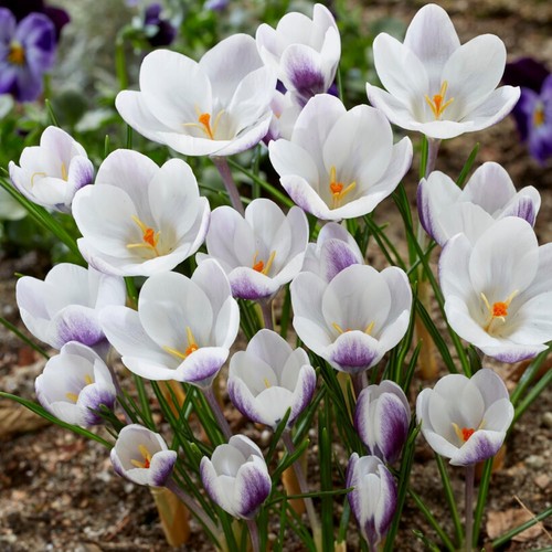 Botanischer krokus zwiebeln - krokus,
