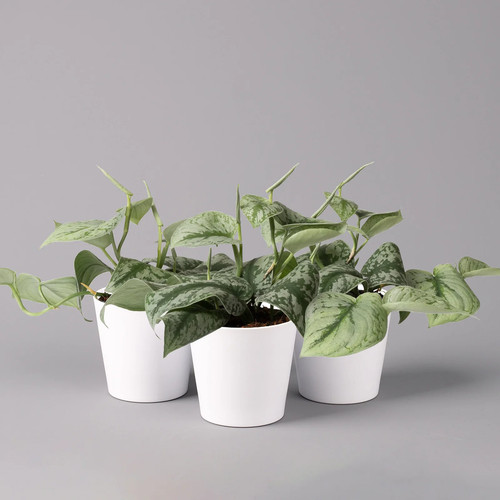 Scindapsus pictus trebie in - scindapsus,