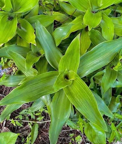 Planta canasta callisia - canasta, (callisia