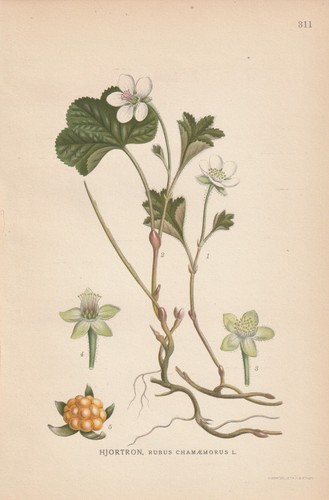 Moltebeere - , chamaemorus)