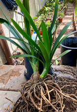 1 Big + 1 Off Shoot Mature