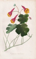 Kapuziner-Kresse nasturtium