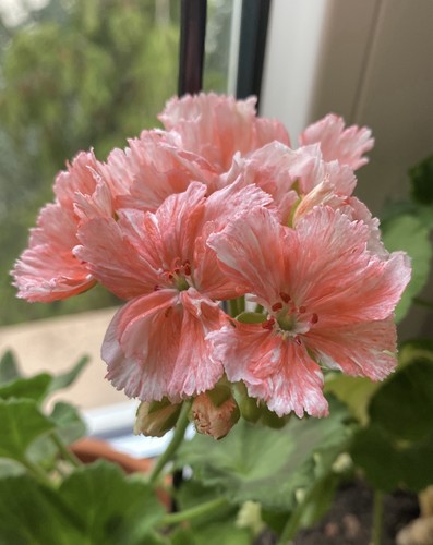 Pelargonia pelargonium pukin - pelargonia,