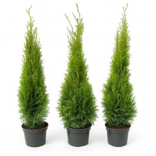10st thuja smaragd 80 100cm - 10st.,