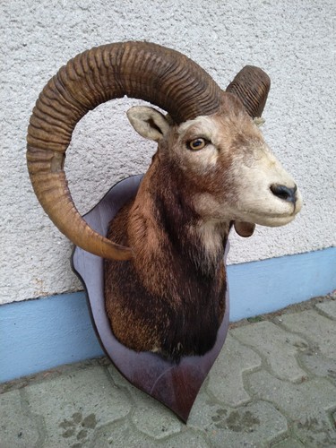 Mufflonwidder - , (bronzemedallie)
