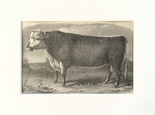 Hereford stier kuh antiker - hereford,