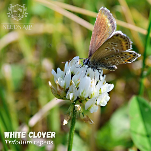 Weißklee trifolium repens - weißklee,