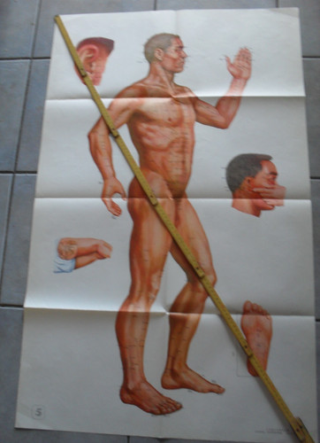Menschliche anatomie - menschliche,