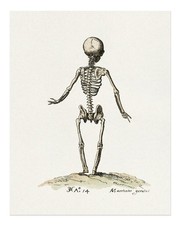 Vintage Anatomie Skelett