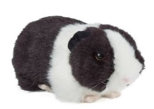Meerschweinchen 20cm mit sound - meerschweinchen,