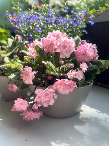 African violet - violet, (lituanika)