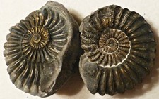 Pleuroceras spinatum,pyritisiert , 5 cm Positiv + negativ Buttenheim ,Franken.