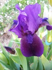 IRIS nana kleine Schwertlilie