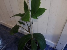 Tonkinwein,  Kastanienwein