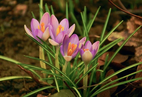 Schneekrokusse bunt krokusse - schneekrokusse,